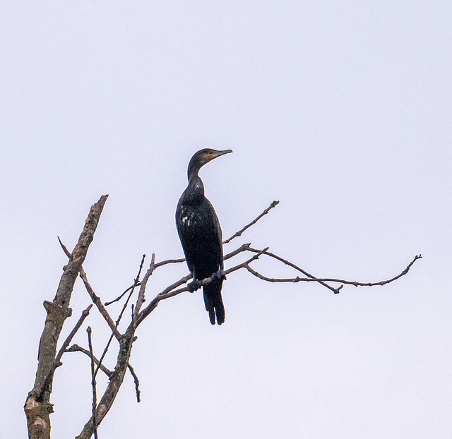 Cormorant