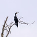 Cormorant