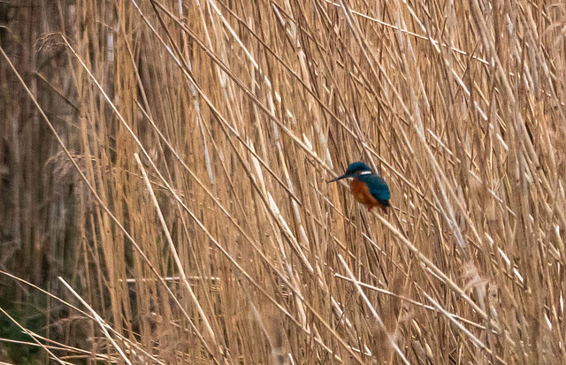 Kingfisher