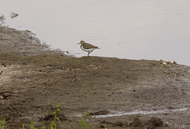 Common sandpiper?