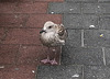 20140906 024Hw [NL] Möwe, Terschelling