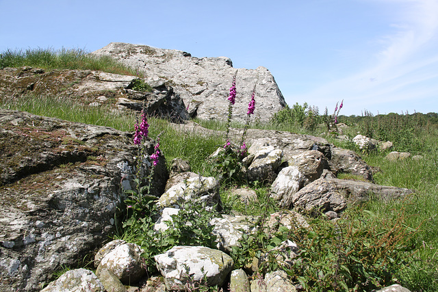 Bryn Celli Ddu