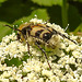 20210627 1181CPw [D~LIP] Möhre (Daucus carota), Pinselkäfer (Trichius fasciatus), Bad Salzuflen