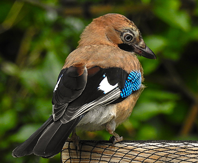 20210705 1327CPw [D~LIP] Eichelhäher (Garrulus glandarius), Bad Salzuflen