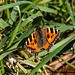 Small Tortoiseshell Butterfly  just after hail shower (1 of 2)