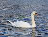 Mute Swan - Cygnus olor