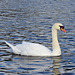 Mute Swan - Cygnus olor