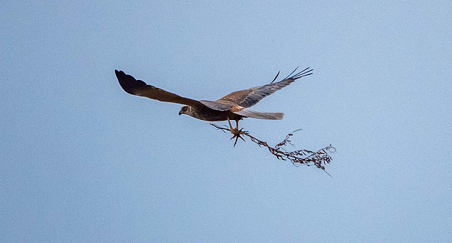 Marsh harrier