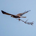 Marsh harrier