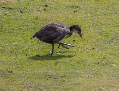 Young moorhen- look at the feet!