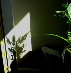 Everything that is, cast a shadow