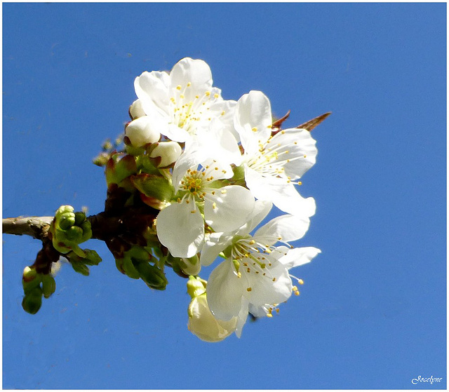 bouquet rond printanier...