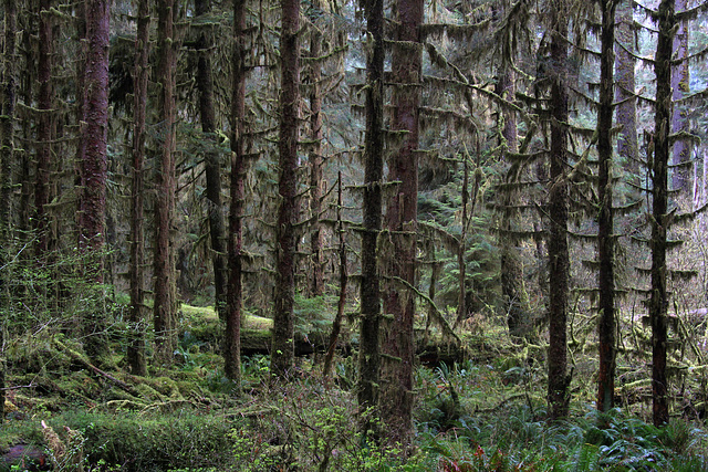 Hoh Rainforest