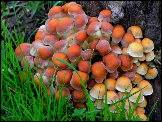 Hypholoma capnoides