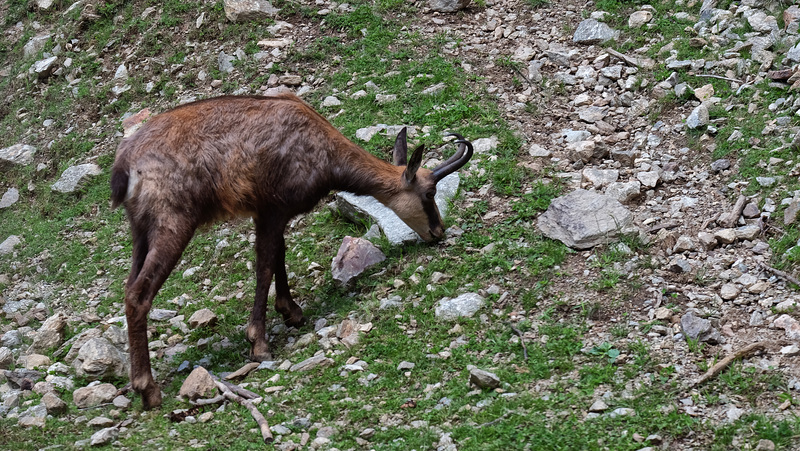 LE BOREON: PARC ALPHA 02