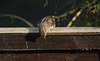 Sparrow on fence