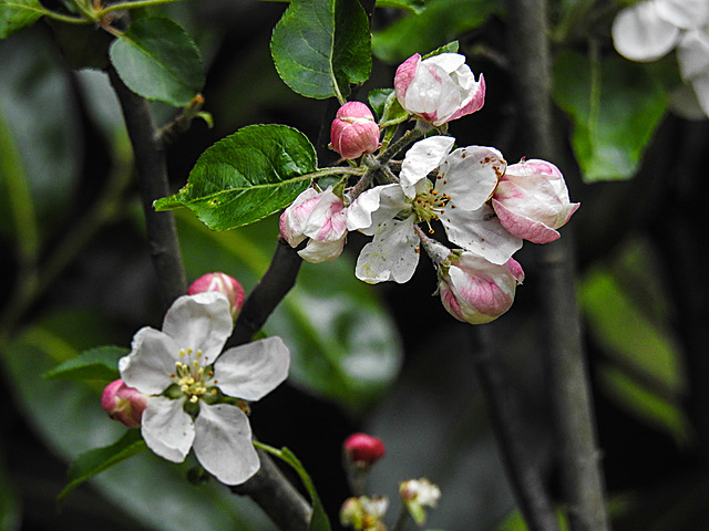 20210507 0154CPw [D~LIP] Apfelbaum (Cox Orangen-Renetter Malus), Blüten, Bad Salzuflen