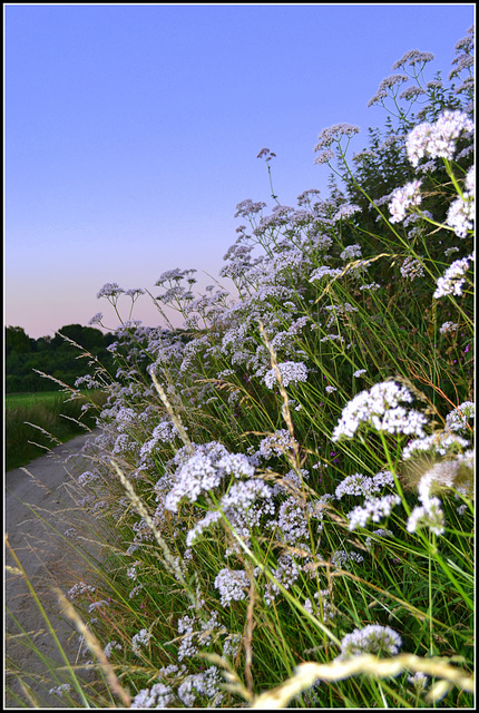 Valeriana officnalis &  Achillia filipendula road