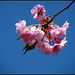 pink blossom in a blue sky