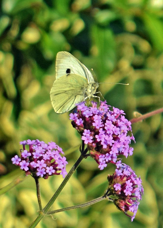 DSC 0008 Large White.