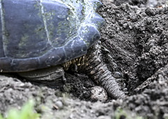 Snapping Turtle laying eggs.