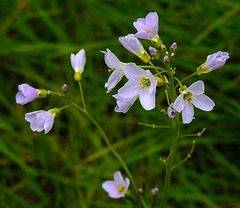 20220429 0738CPw [D~LIP] Wiesen-Schaumkraut (Cardamine pratensis agg), UWZ, Bad Salzuflen