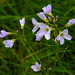 20220429 0738CPw [D~LIP] Wiesen-Schaumkraut (Cardamine pratensis agg), UWZ, Bad Salzuflen