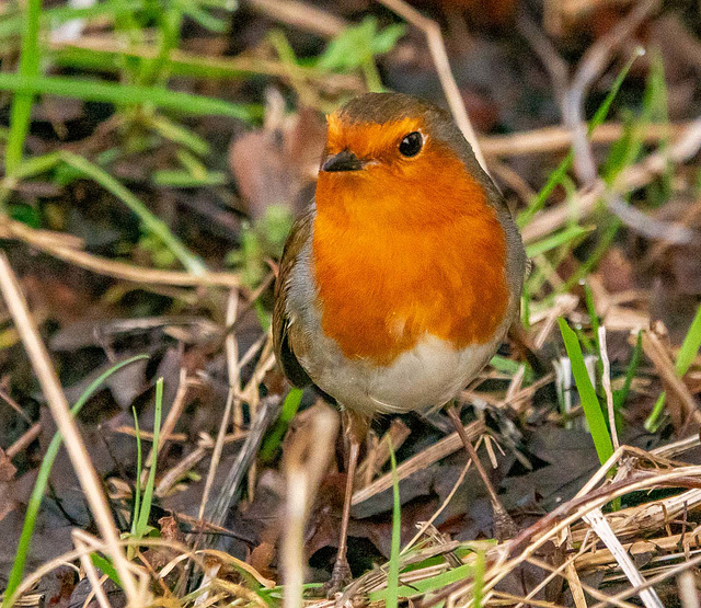 Robin