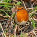 Robin