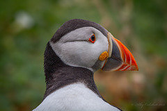 Puffin
