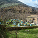 Greece, Kerkyra (Corfu), Syriotis Family Apiary in the Village of Old Peritheia Greece, Kerkyra (Corfu), Syriotis Family Apiary in the Village of Old Peritheia