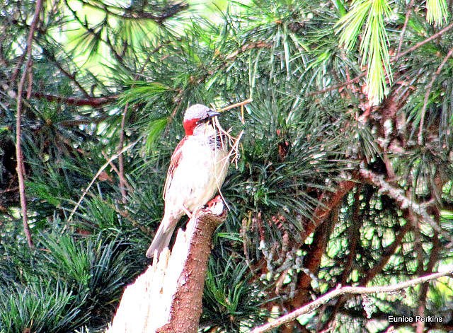 Carrying Twigs For Nest.