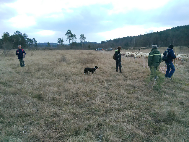 Transhumance du 16 mars 2016