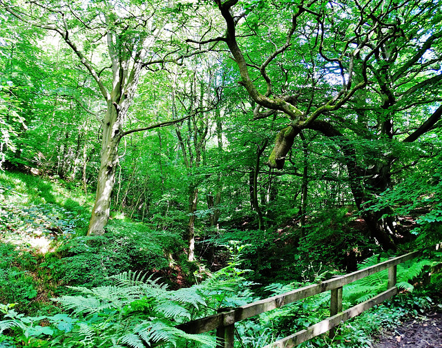 Plessy Wood. Northumberland