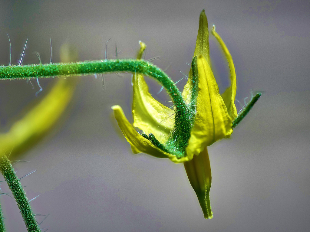 Tomato Plant Flower