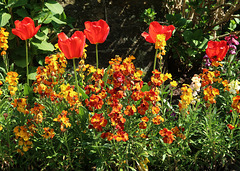 Tulips and wallflowers