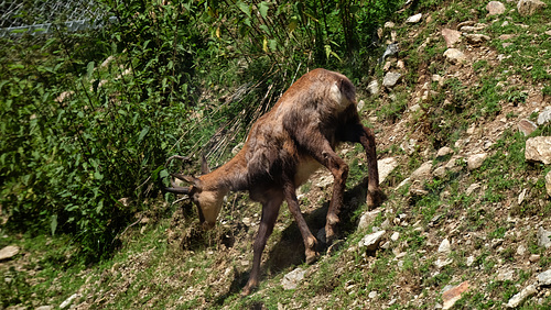 LE BOREON: PARC ALPHA 03