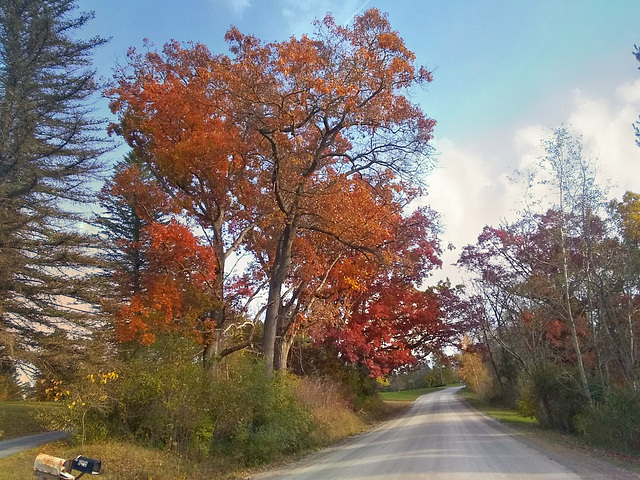 Oaktrees in Oakland County, Michigan