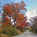 Oaktrees in Oakland County, Michigan