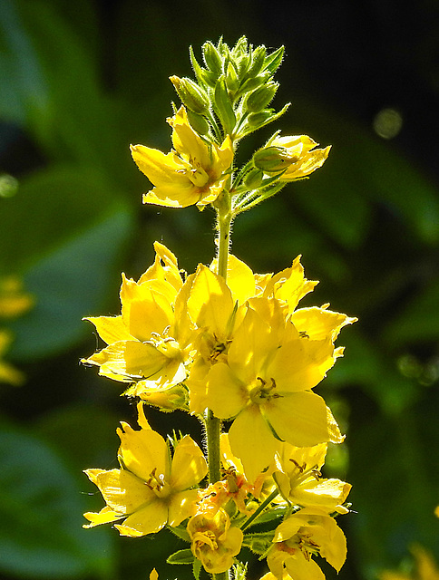 20210627 1185CPw [D~LIP] Punktierter Gilbweiderich (Lysimachia punctata), Bad Salzuflen
