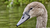 Cygnet