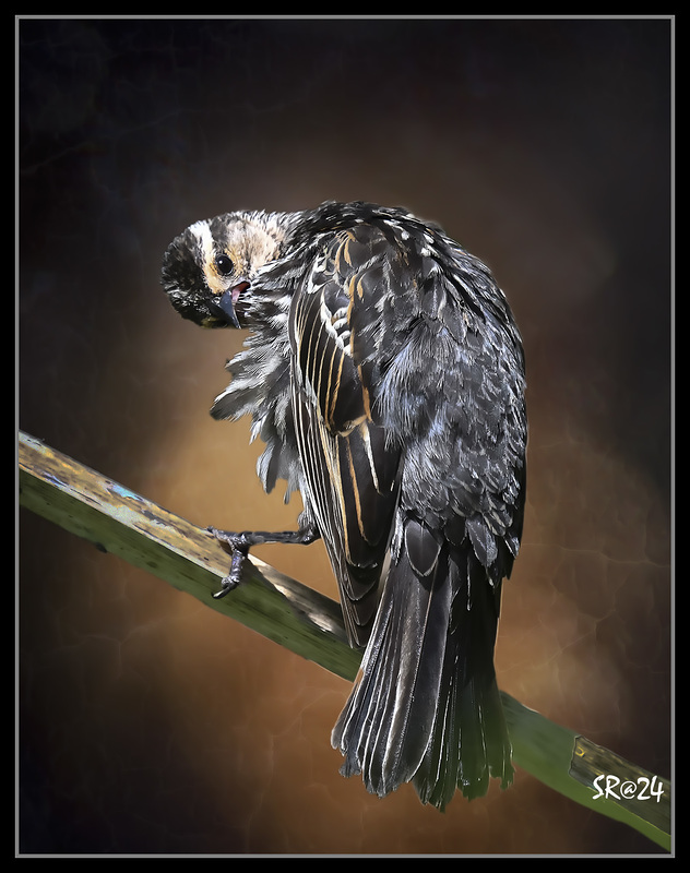 Red wing Black bird. Female