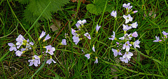 20220429 0739CPw [D~LIP] Wiesen-Schaumkraut (Cardamine pratensis agg), UWZ, Bad Salzuflen