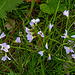 20220429 0739CPw [D~LIP] Wiesen-Schaumkraut (Cardamine pratensis agg), UWZ, Bad Salzuflen