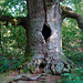 Ent-Urahn