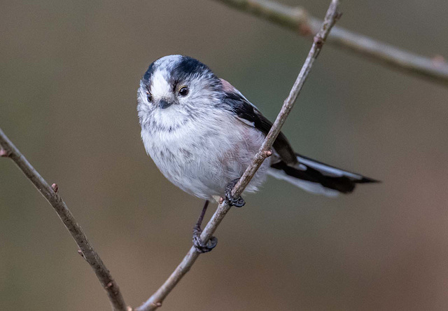 Long tailed tit