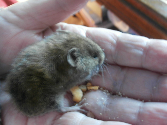 Thought he might like some crumbs from a cheesey cracker