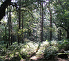 Woodland clearing in November sunshine