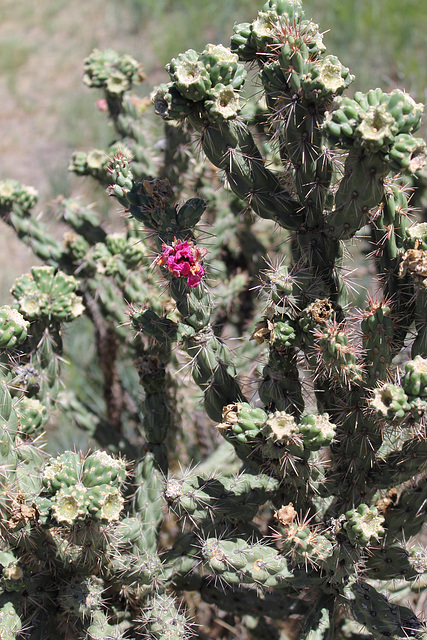 cactus flower