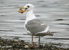 Glaucous-Winged Gull with Box Lunch